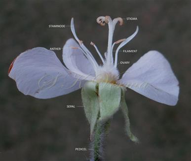  Parts of a flower